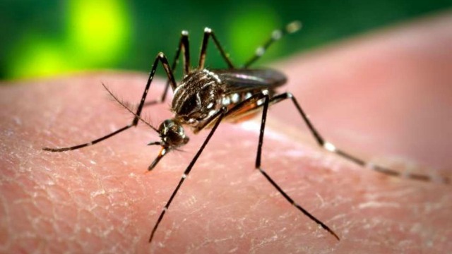 44. virus zika